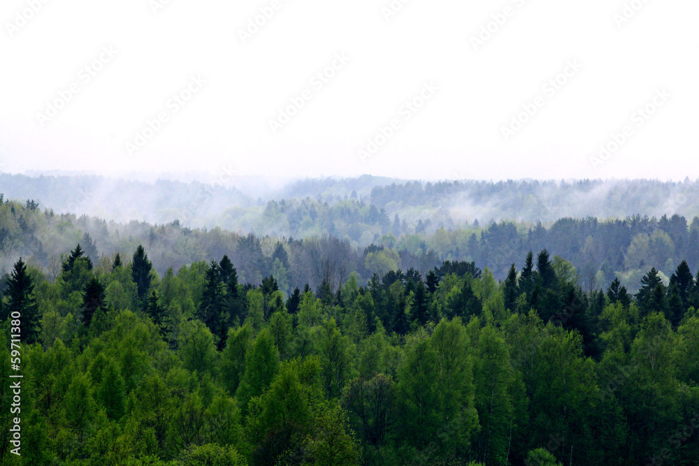 Fototapeta premium forest fog mountain top