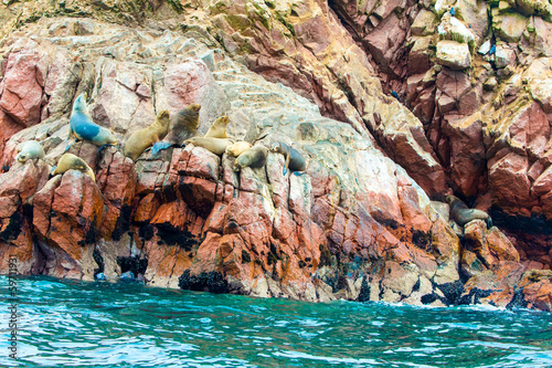 South American Sea lions relaxing on rocks of Ballestas