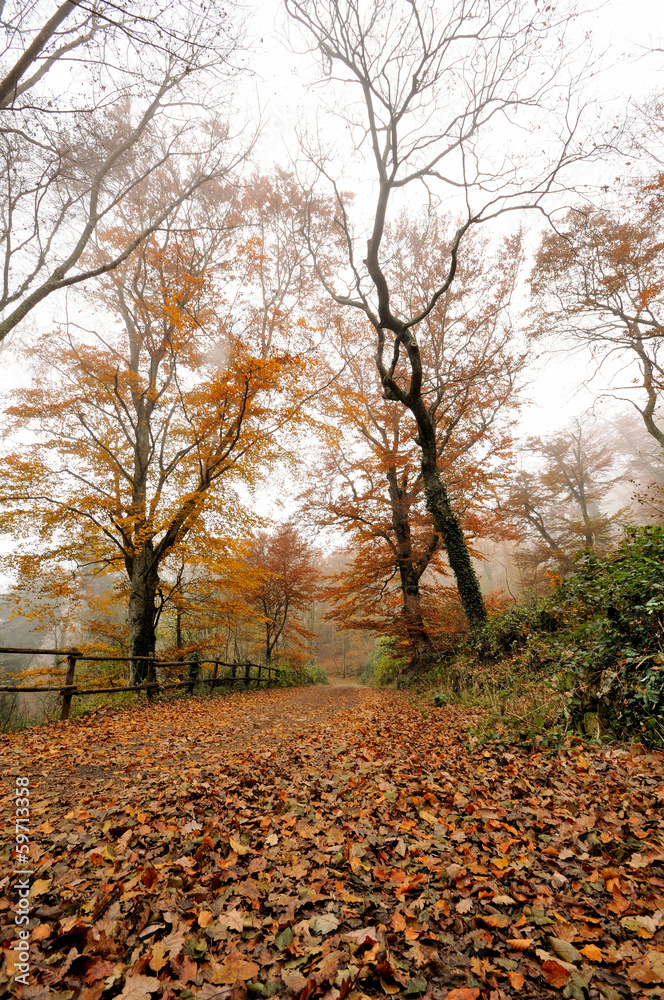 autumn forest in the foggy morning autumn forest in the foggy morning