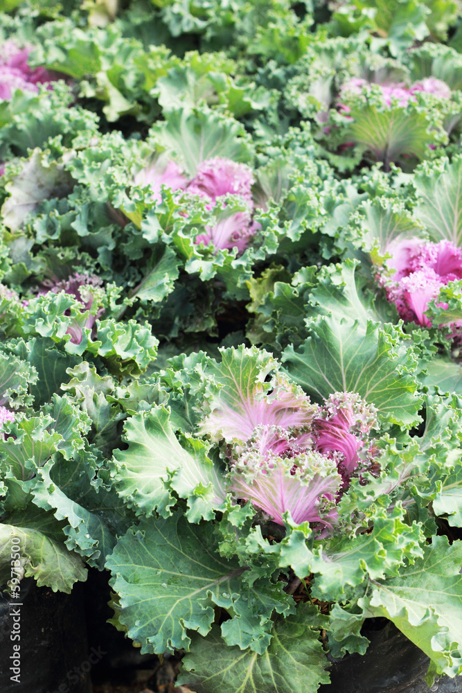 Obraz premium close-up of a decorative curly kale