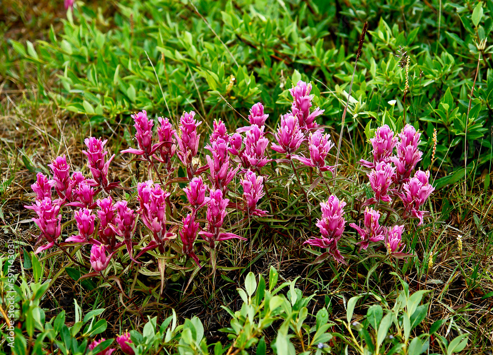Obraz premium Castillo flowers in the tundra of Chukotka.