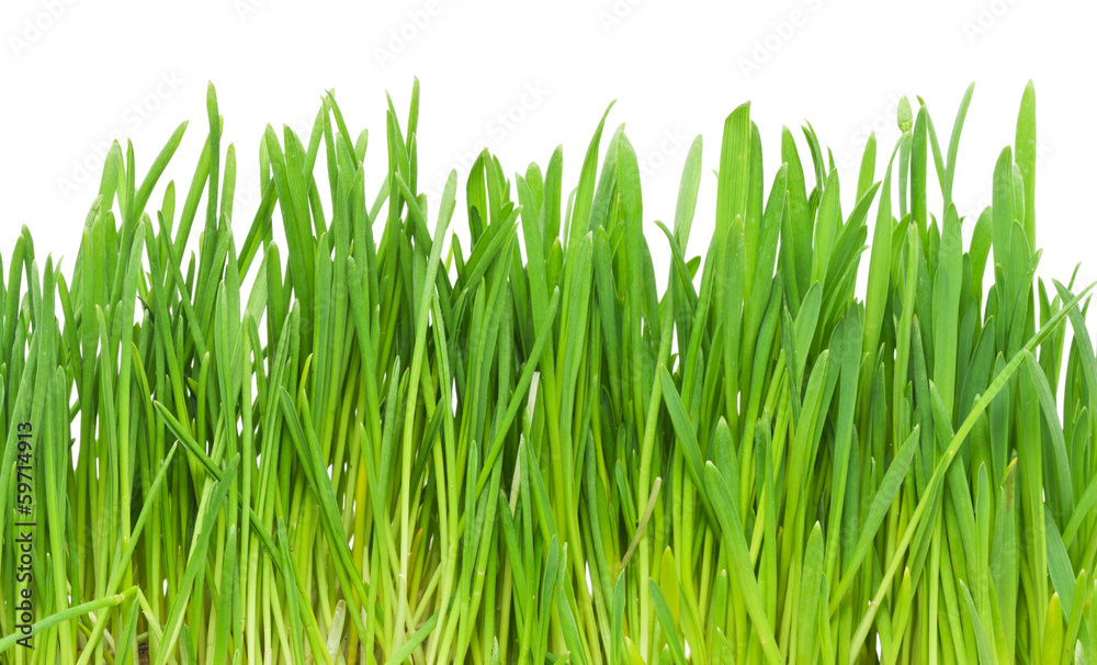 Green grass Green grass