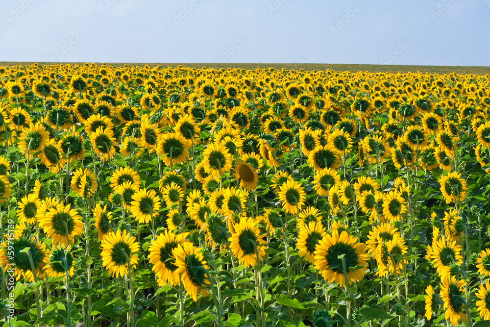 Obraz premium Sunflowers