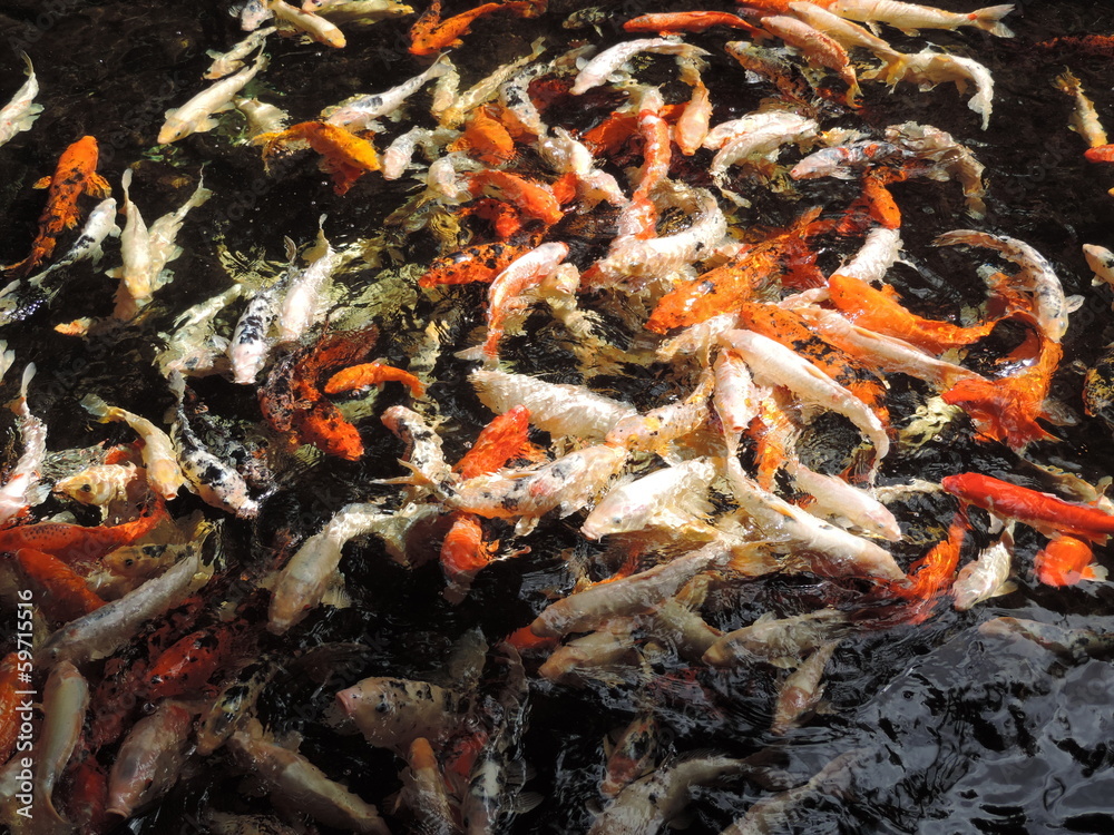 Koi 10 Koi 10