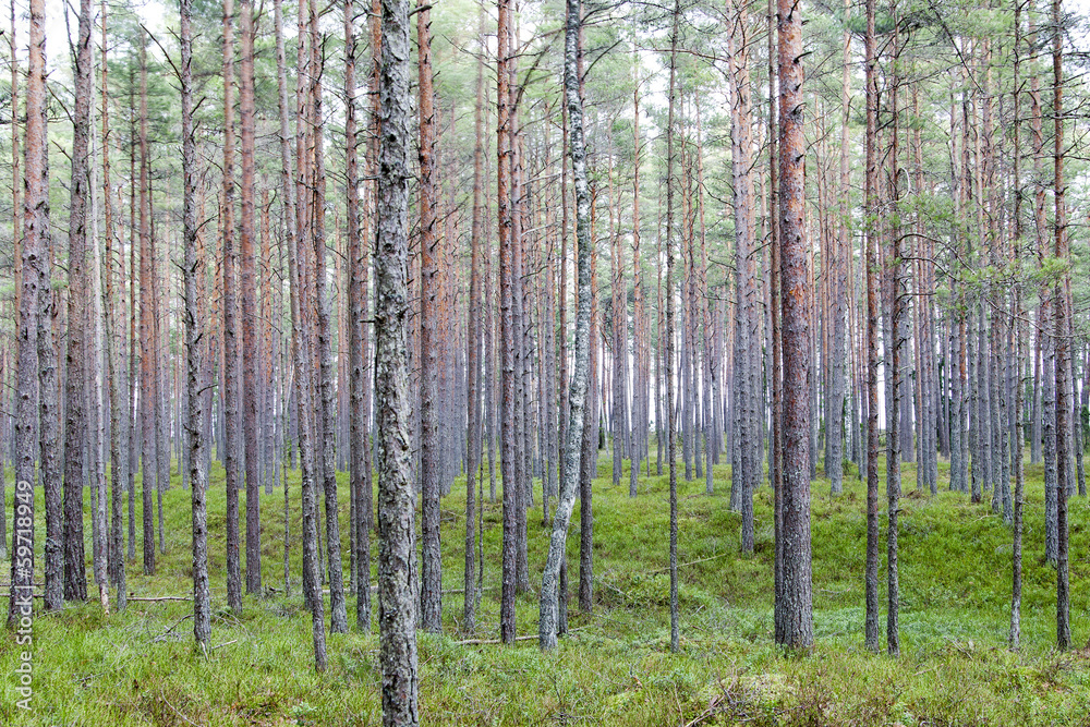 Forest. Forest.