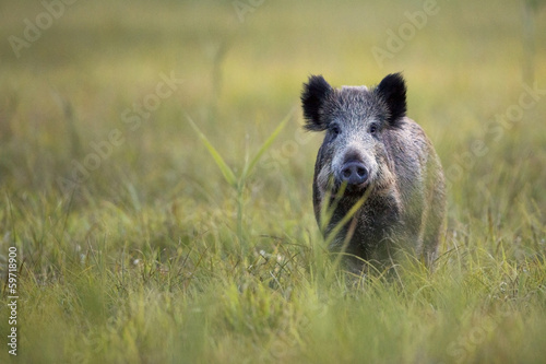 Photo Boar in the wild, in the clearing.