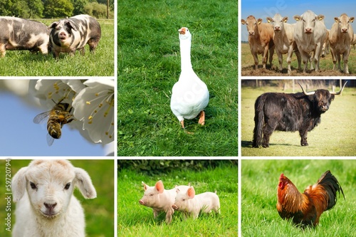 Landwirtschaftliche Nutztiere, Bildmosaik