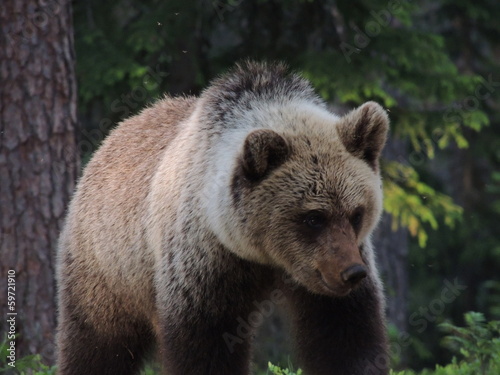 Wallpaper Mural Braunbär im Finnischen Wald Torontodigital.ca