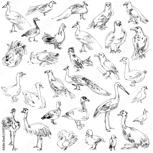 Wild birds. Zoo. Set. Hand-drawn.