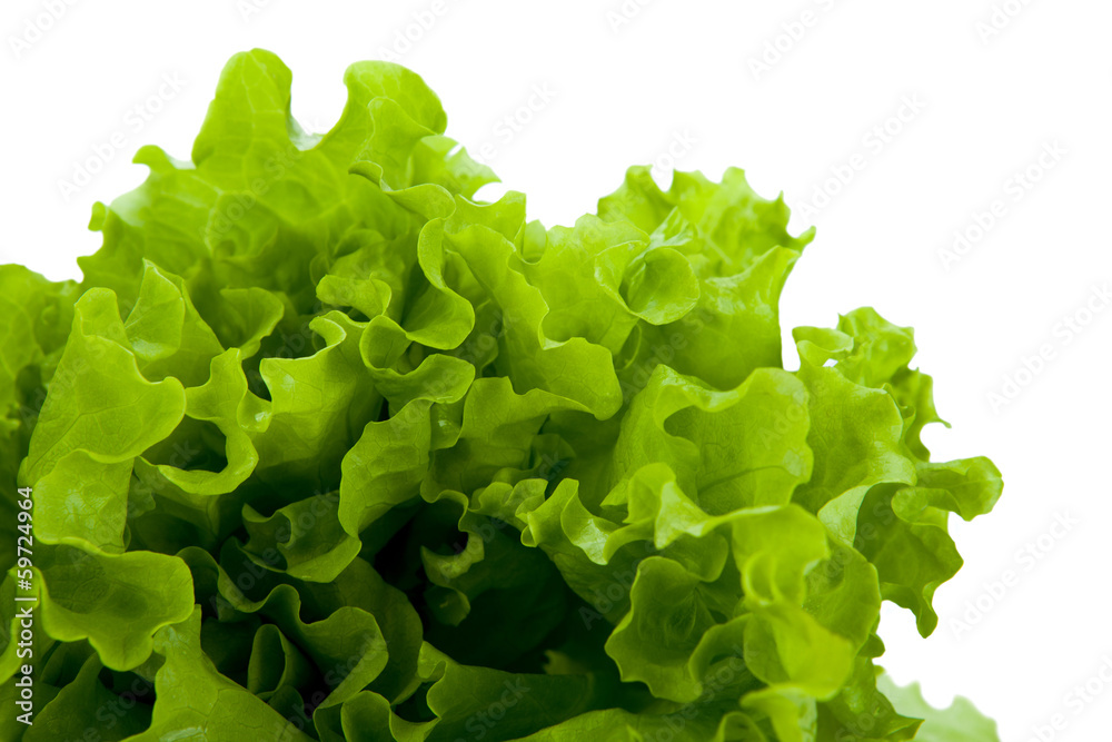 leaf lettuce close-up leaf lettuce close-up