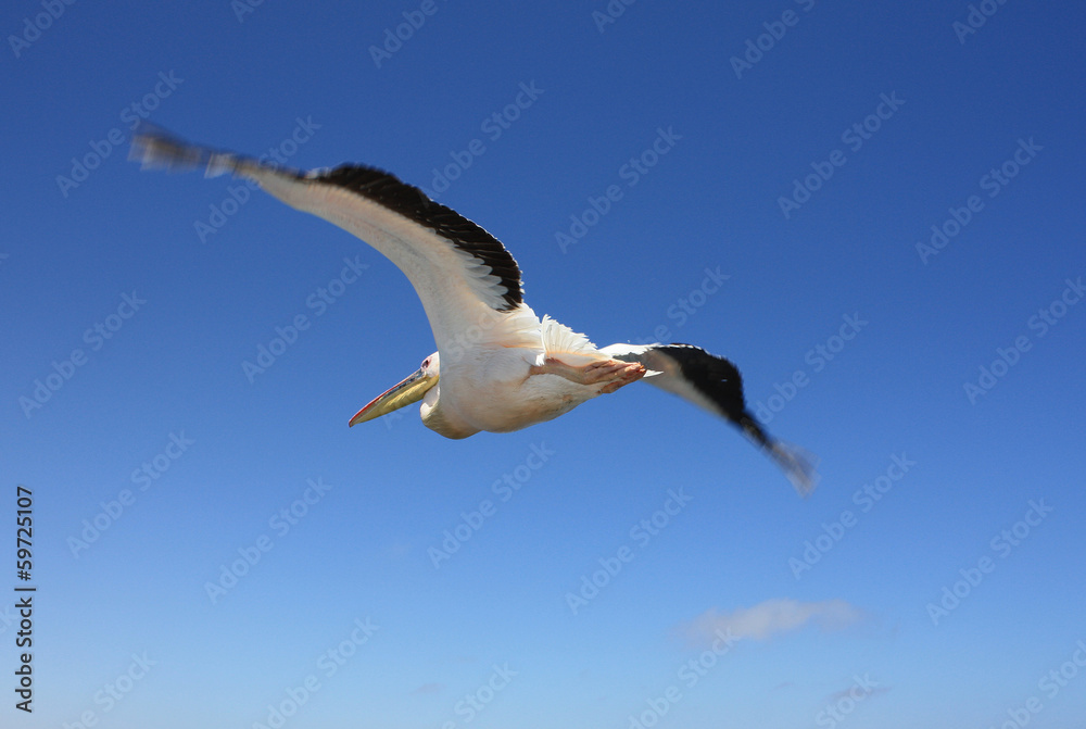 Fototapeta premium fliegender Pelikan