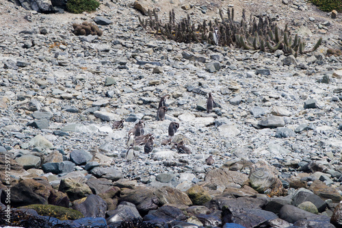 Penguins - Punta de Choros, Isla Damas, Chile