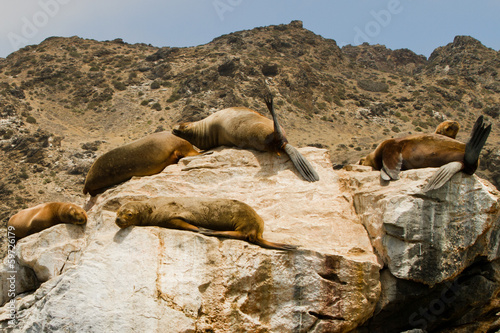 Sea Lions on rocks, sla Damas, La Serena, Chile