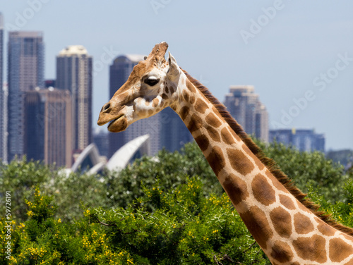 Giraffes with a fabulous view of Sydney