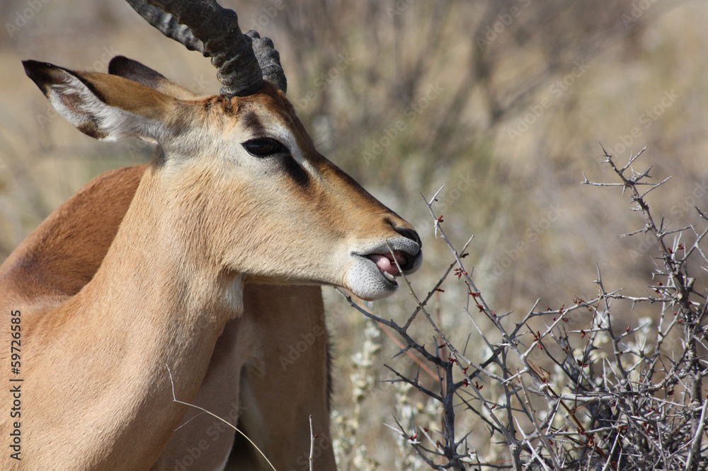Antilope in Afrika