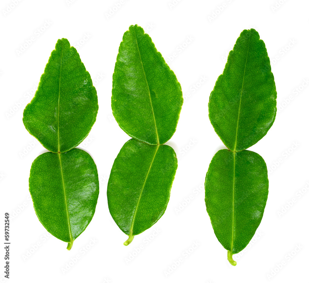 kaffir lime leaf kaffir lime leaf