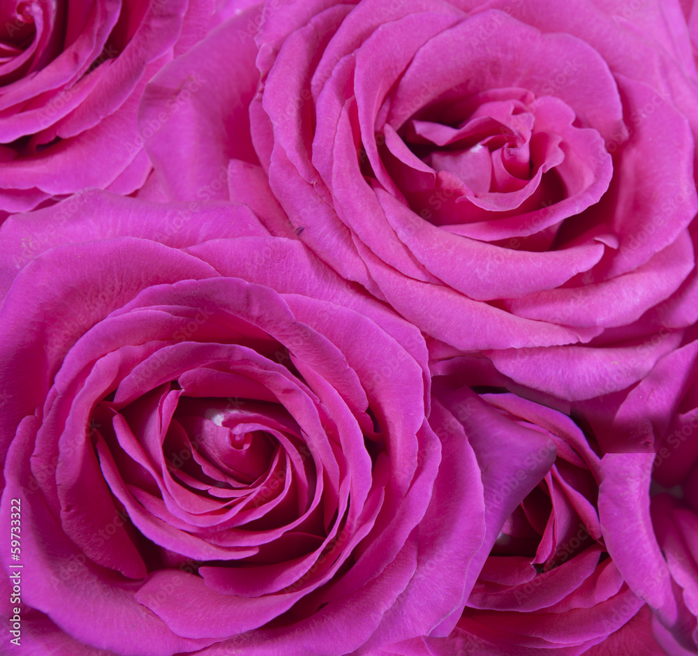 Beautiful pink Rose close up Beautiful pink Rose close up