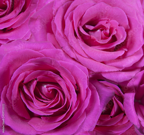 Beautiful pink Rose close up 