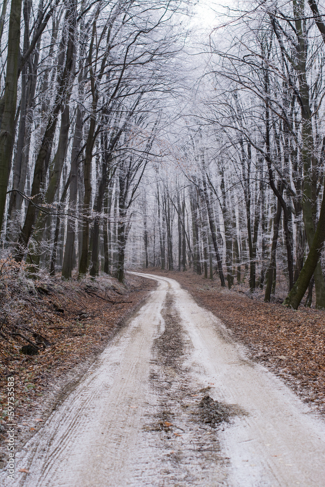 Winter forest path