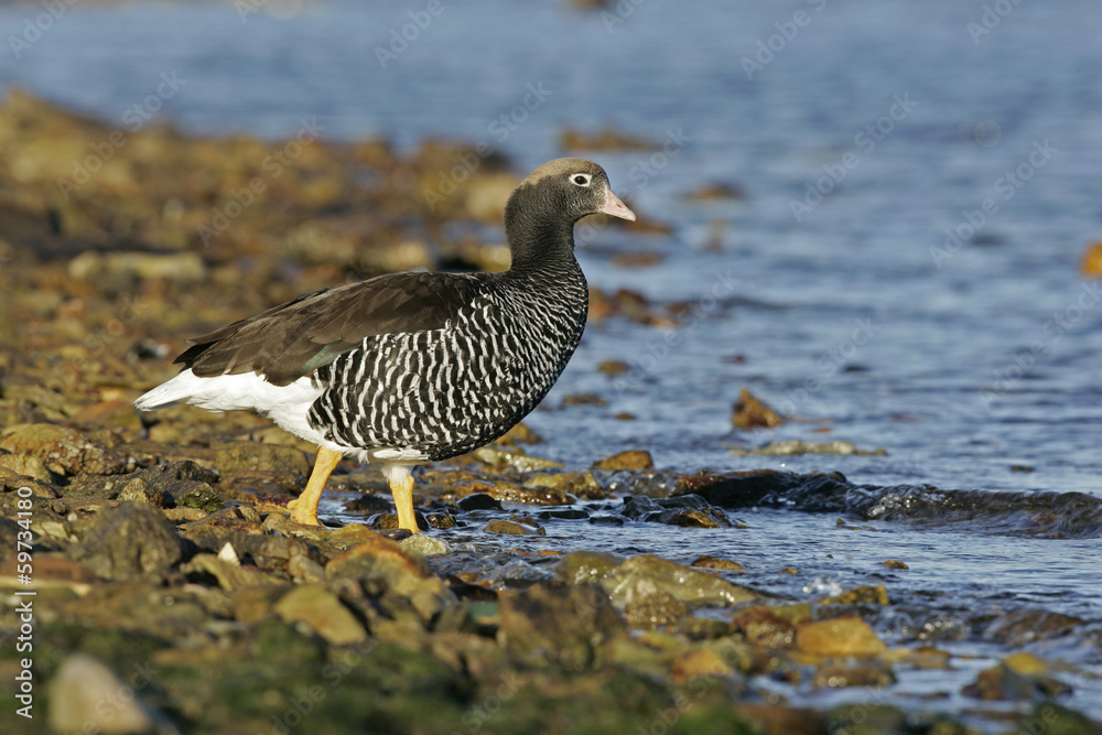 Kelp goose, Chloephaga hybrida Kelp goose, Chloephaga hybrida
