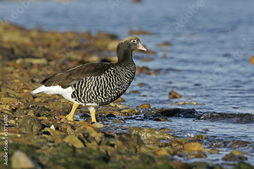 Kelp goose, Chloephaga hybrida