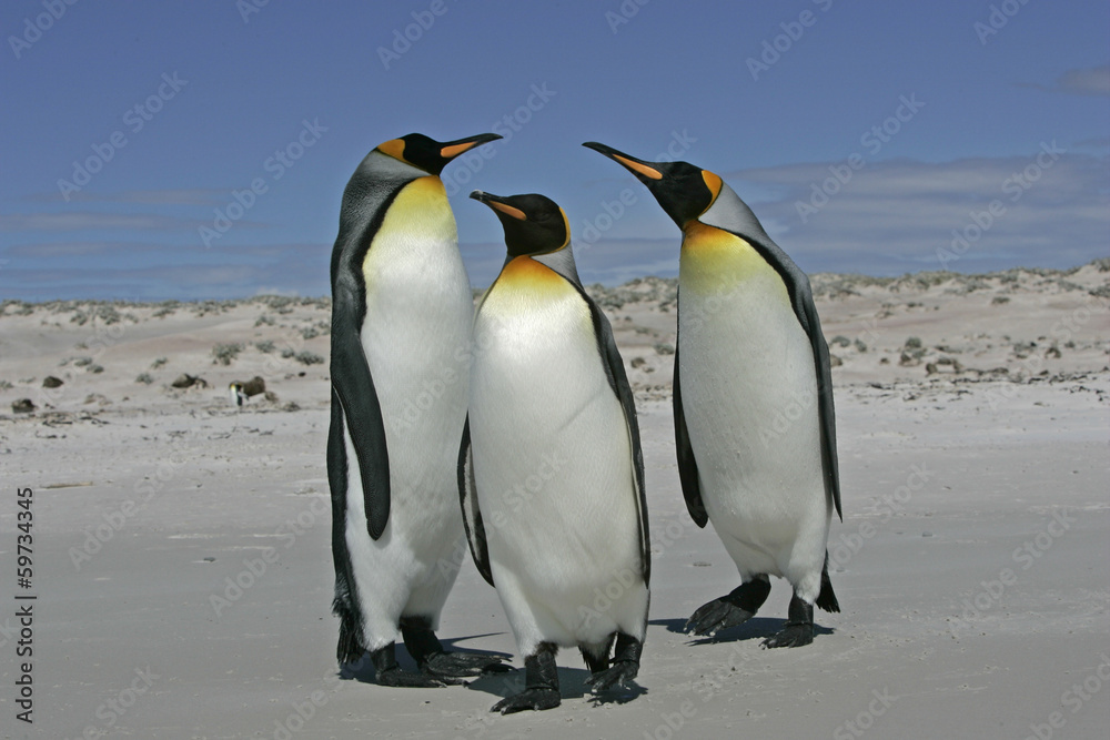 Obraz premium King penguin, Aptenodytes patagonicus