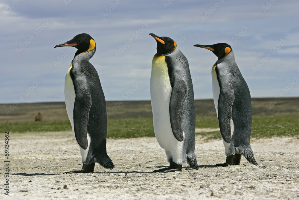Fototapeta premium King penguin, Aptenodytes patagonicus
