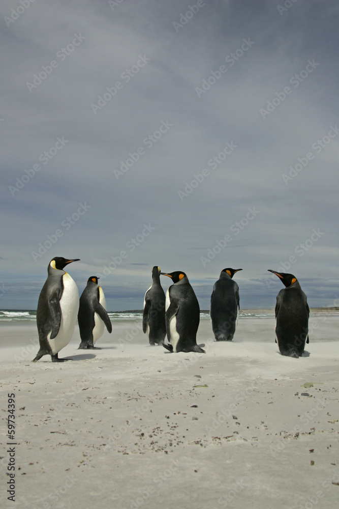Obraz premium King penguin, Aptenodytes patagonicus