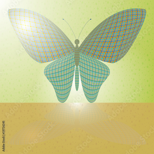 butterfly on the wall and its reflection on a horizontal surface