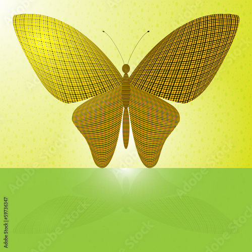 butterfly on the wall and its reflection on a horizontal surface