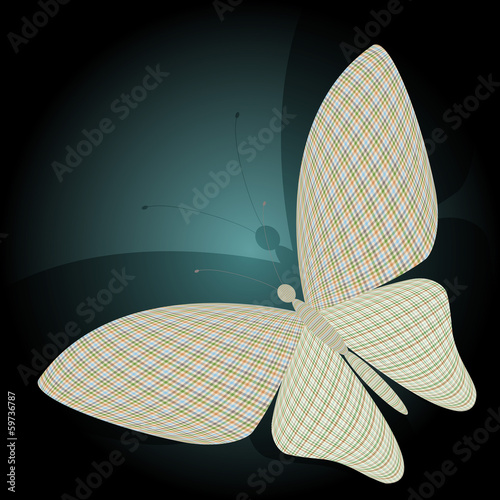 butterfly