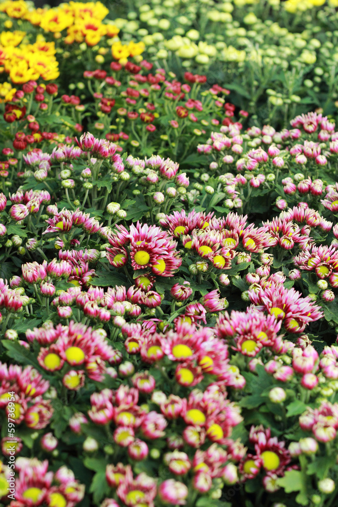 Daisy flowers - red and yellow flowers