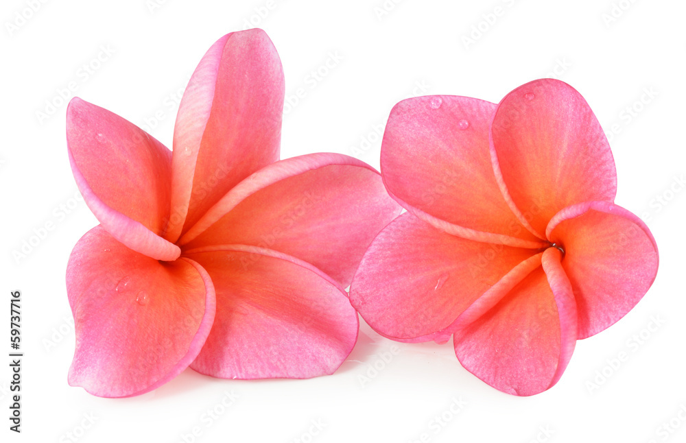 colorful plumeria flower isolated on white