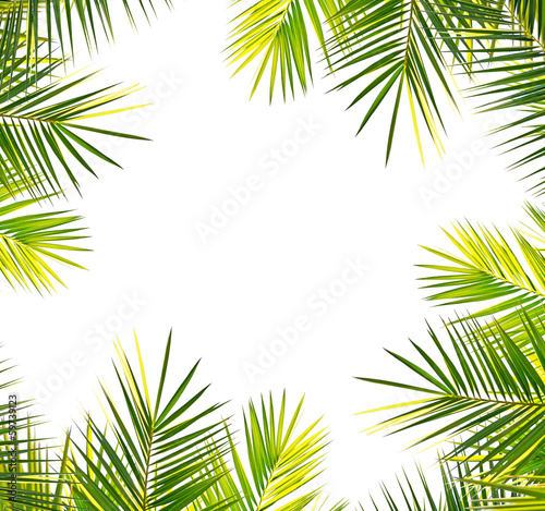 palm frame on white