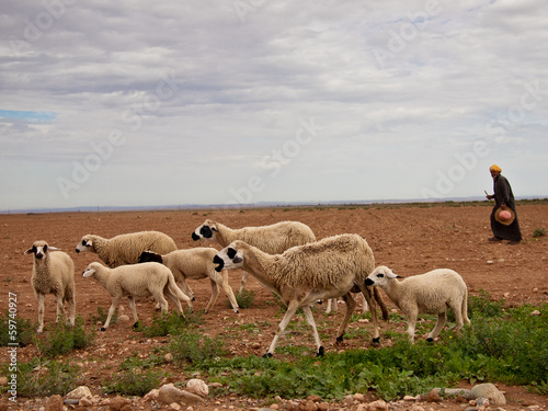 Shepherd with flock of sheep walking in the field