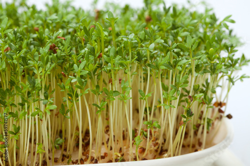 Cress seedlings isolated on white background