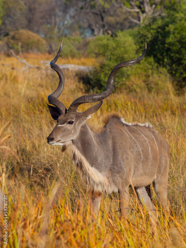 Kudu antelope © pyty
