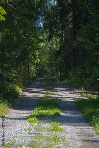 Road through green summer forest