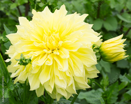 Fototapeta Naklejka Na Ścianę i Meble -  Dahlia Flower Yellow