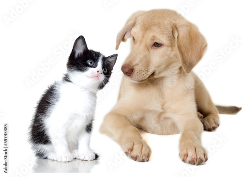 Fototapeta Naklejka Na Ścianę i Meble -  beige puppy