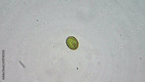 Green algae cells under microscope