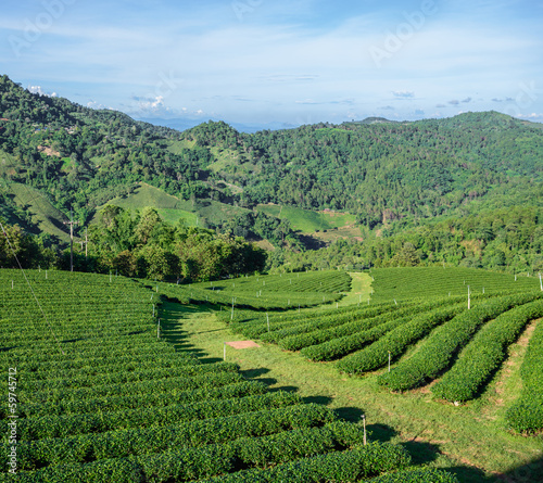 Green tea plantation field