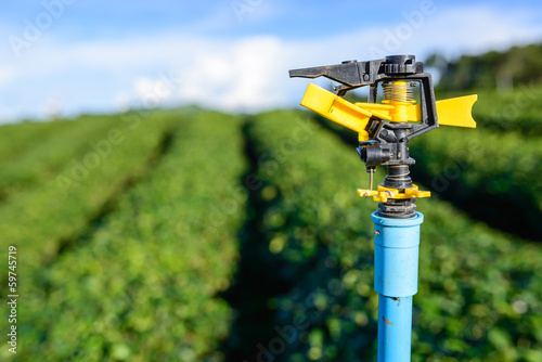 Sprinkler watering system in green tea plantation field