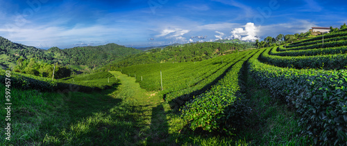 Panoramic shot of green tea plantation field