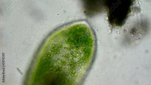 Real video of cilia motion of live cell (infusoria) with simbiontic green bacteria (microcystis aeruginosa) which lives in infusoria and gives it food by photosynthesis