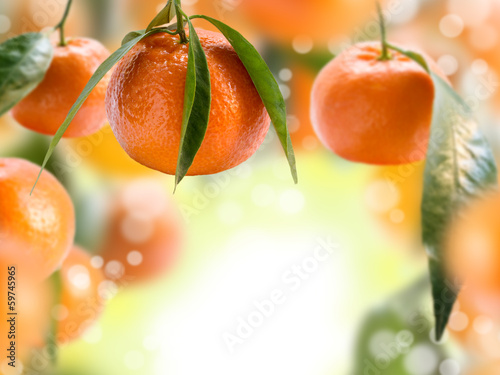 Collage with tangerines.