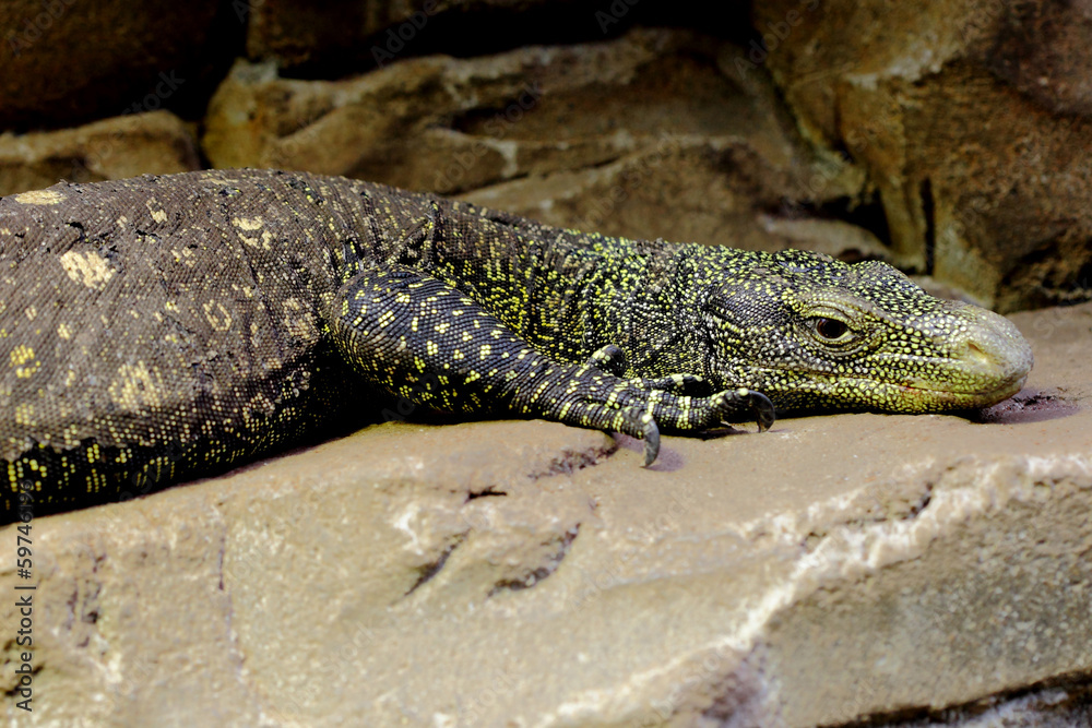 yellow lizard yellow lizard