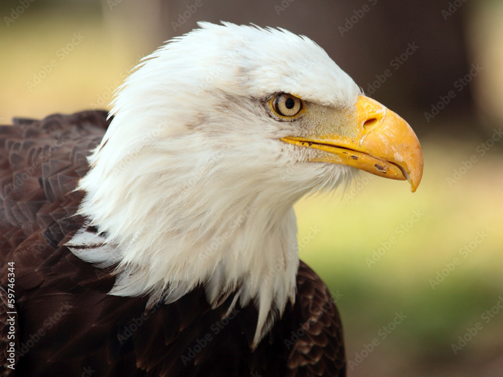 Fototapeta premium bald eagle portrait