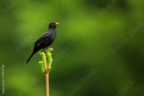 Blackbird - Male Common Blackbird