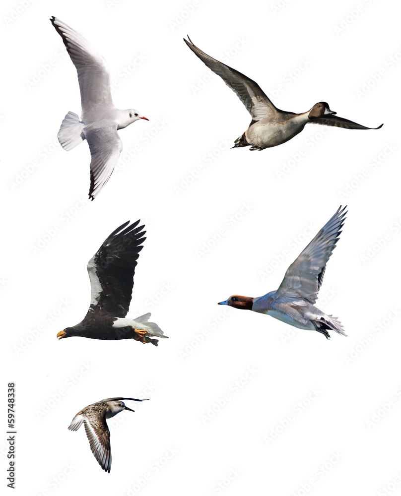 Obraz premium 野鳥の飛翔
